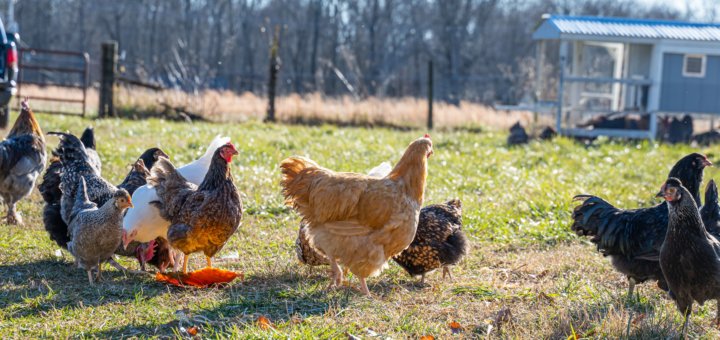 Senioren-WG Bauernhof